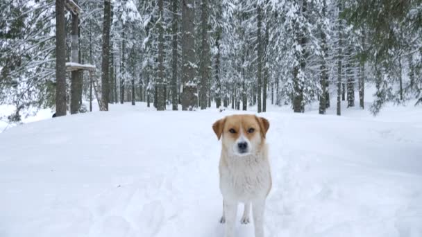 Bonito cão brincando na floresta de inverno — Vídeo de Stock