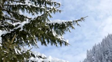 Çam ağacının dalları ile yağan kar