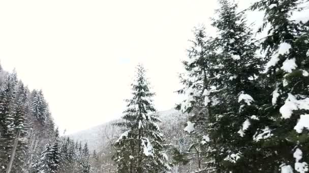 Im Winter auf der Straße neben Kiefern fahren — Stockvideo