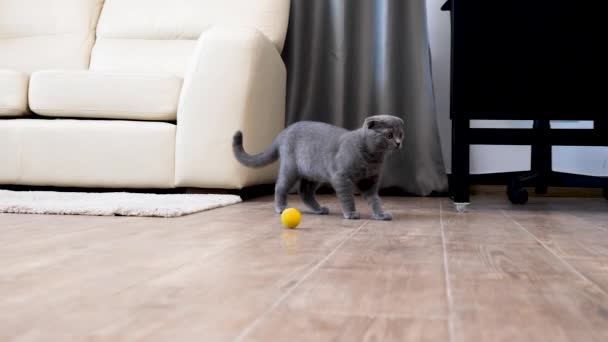 Szkocki zwisłouchy kociak grać w domu — Wideo stockowe