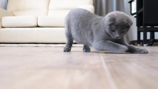 Lindo gatito pliegue escocés jugando con un punto rojo — Vídeos de Stock