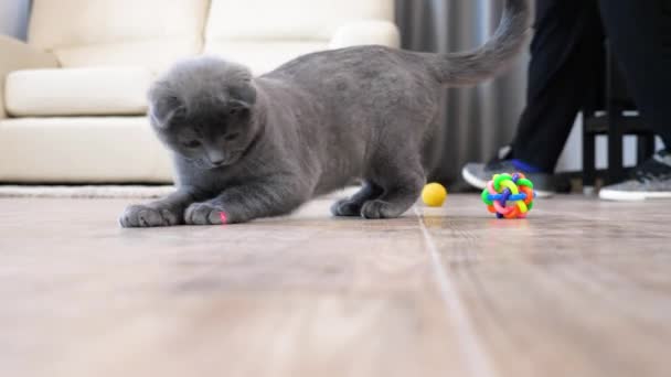 İskoç fold sevimli kedi yavrusu kırmızı lazer nokta ile çalış — Stok video