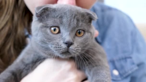 Lento movimento close up retrato de fora de foco para no foco de adorável escocês dobra gatinho — Vídeo de Stock