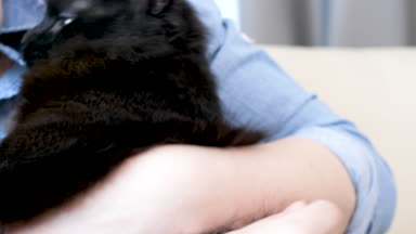 Büyük siyah maine coon kedi portre