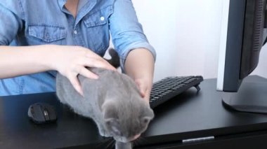 İskoç fold sevimli yavru kedi sahibi kollarında kalmak istemiyor