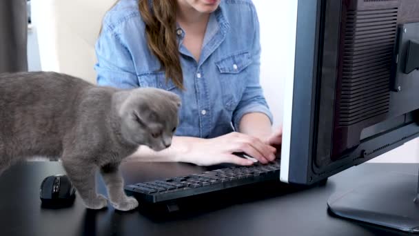 Escocês dobra gatinho pulando em sua mesa proprietário enquanto ela está digitando no teclado — Vídeo de Stock