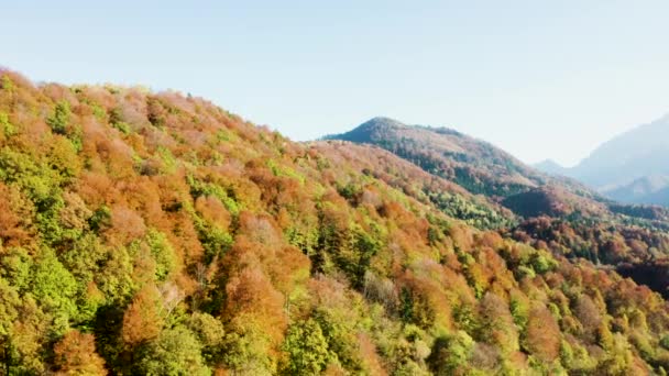 Dron latający nad pięknym kolorowym lasem w słoneczny dzień jesieni — Wideo stockowe