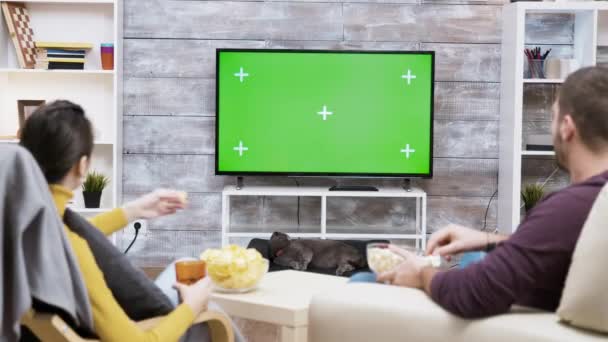 Zoom in colpo di gatto leccare la sua pelliccia di fronte alla tv con ghiaione verde — Video Stock