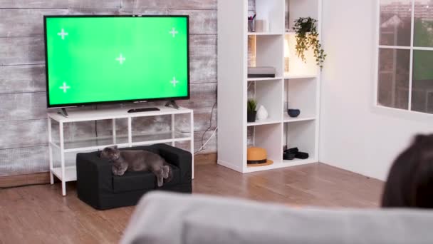 Кот, лежащий перед телевизором с зеленым экраном — стоковое видео