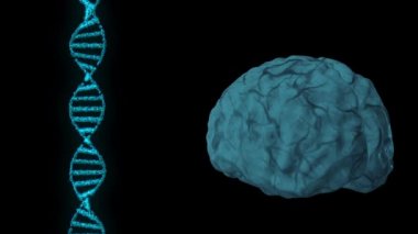 Siyah arkaplanda basit 3D beyin ve DNA dizisi animasyonu