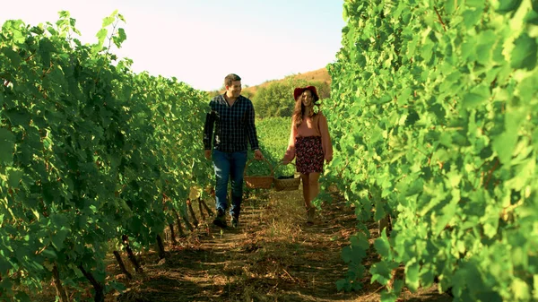 Кавказская пара с корзинами винограда, гуляющая по винограднику — стоковое фото
