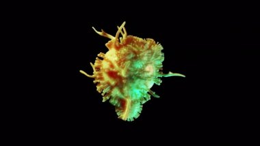 Şeffaf alfa arkaplanda COVID 19 virüs hücresi