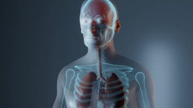 Erkek vücudunda akciğer anatomisi