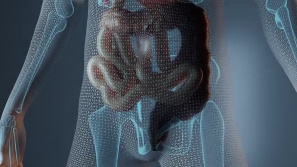 男性の体内で腎臓解剖学 — ストック動画