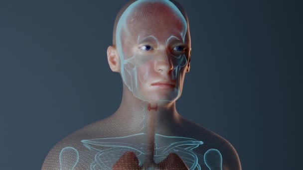 İnsan vücudunun animasyonunda tiroit fonksiyonu — Stok video