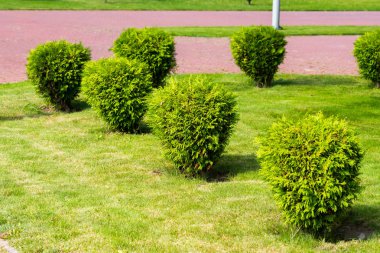 çimenlikte, tuya çalılar küçük çalılar