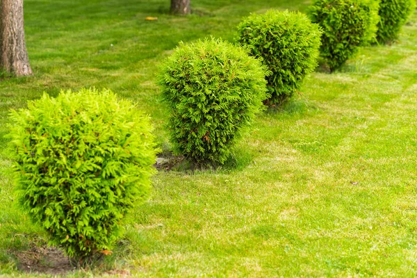 Small bushes on the lawn, tuya bushes — Stock Photo, Image