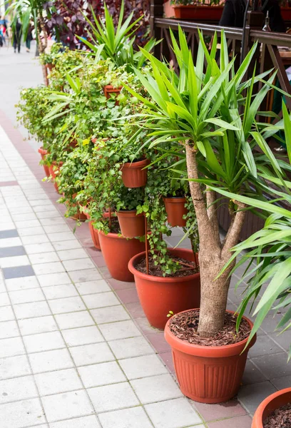 Bushes and trees in plastic pots for flowers — Stock Photo, Image