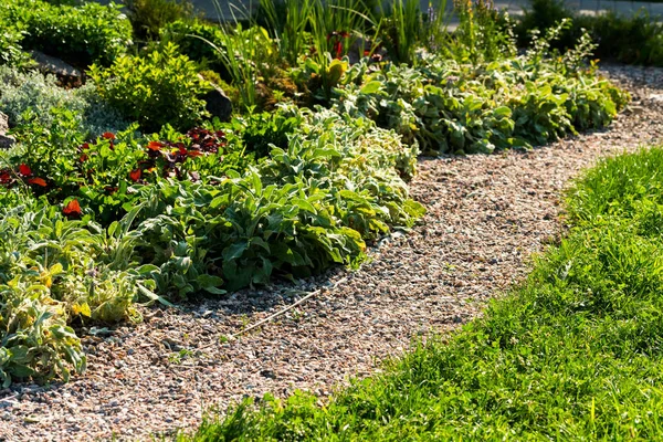 Stone path with decorative bushes — Stock Photo, Image