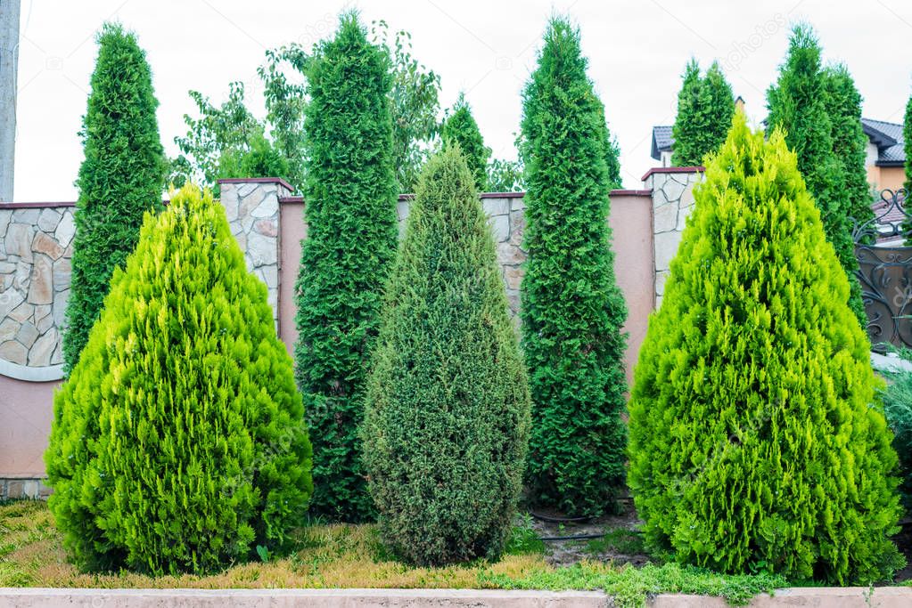 decorative evergreen trees for landscaping