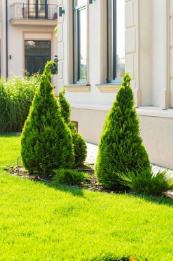 Dekoratif ağaçlar ve çalılar bahçenizi tasarım