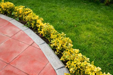 yolun yakınında dekoratif çalılar