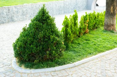 Dekoratif ağaçlar ve çalılar bahçenizi tasarım