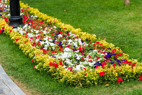 Flower bed with colorful flowers — Stock Photo, Image