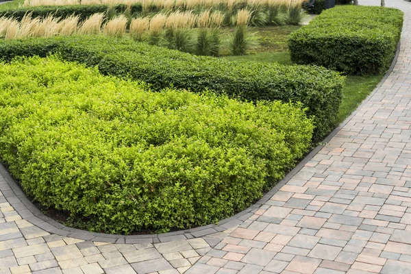 ornamental bushes decorating flower beds in the landscape