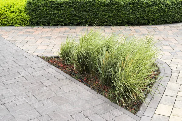 Stone path with decorative bushes — Stock Photo, Image