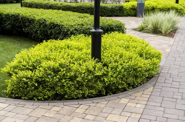 Stone path with decorative bushes — Stock Photo, Image