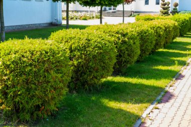 geometrik olarak peyzaj tasarım çalılar kesildikten