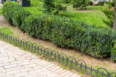 biçilmiş yeşil bitkiler çiçek yatak ve çimenler ve dekorasyon için