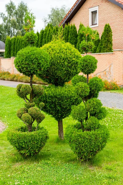 Geometrically trimmed shrubs in landscape design — Stock Photo, Image