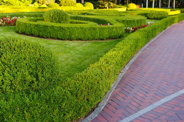 Arbusto de corte verde no projeto da paisagem — Fotografia de Stock