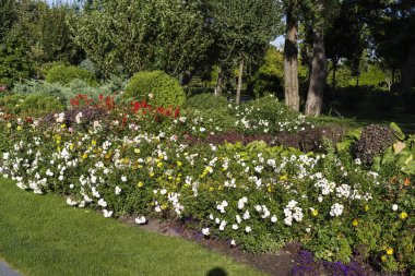 Çiçek tarhında çiçekler