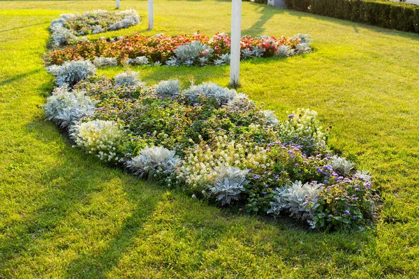 Flowers in a flower bed — Stock Photo, Image