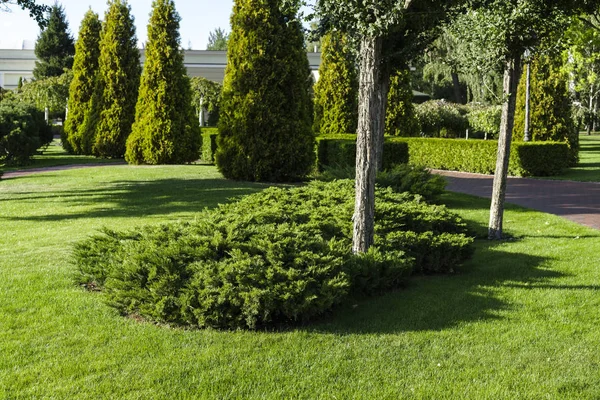 Arbustos ornamentales en un parque paisajístico — Foto de Stock