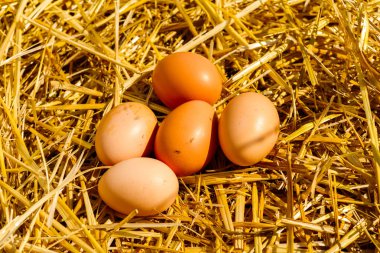 tavuk tavuk tavuk yumurtası