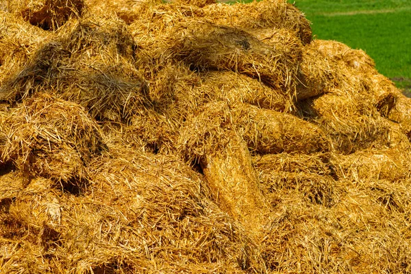 Covoni di paglia in agricoltura — Foto Stock