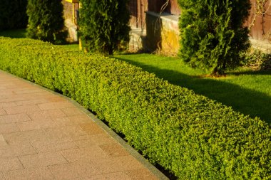 Çalılıkların evin peyzaj içinde