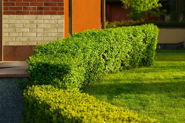 Arbustos geométricos en el paisaje — Foto de Stock