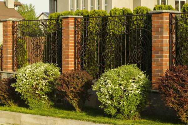 evergreen bush decorating a forged house fence