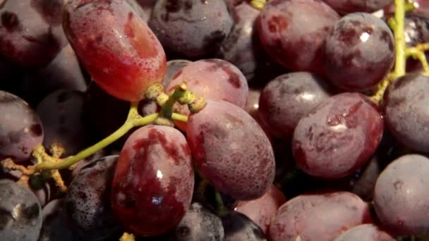 Fascículo de uvas vermelhas girando na frente da câmera — Vídeo de Stock