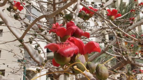 Bombax. Fleurs de l'arbre de coton de soie rouge — Video