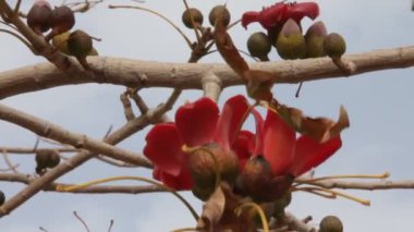 İtx. Kırmızı ipek pamuk ağacının çiçekleri