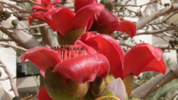 Bombax. Fleurs de l'arbre de coton de soie rouge — Video