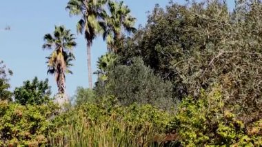 Rothschild Park ziyaretçi. Ramat Hanadiv. Memorial Gardens ve Tabiat Parkı