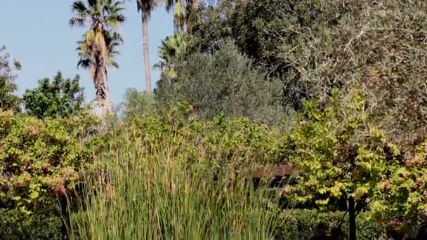 Visiteurs dans le parc des Rothschild. Ramat Hanadiv. Jardins commémoratifs et parc naturel — Video