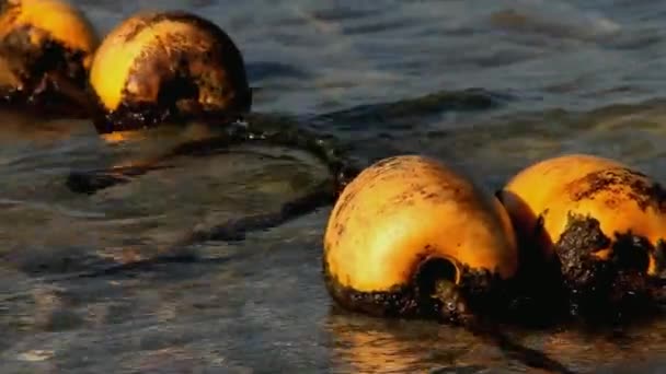 Şamandıralar su yüzeyinde — Stok video